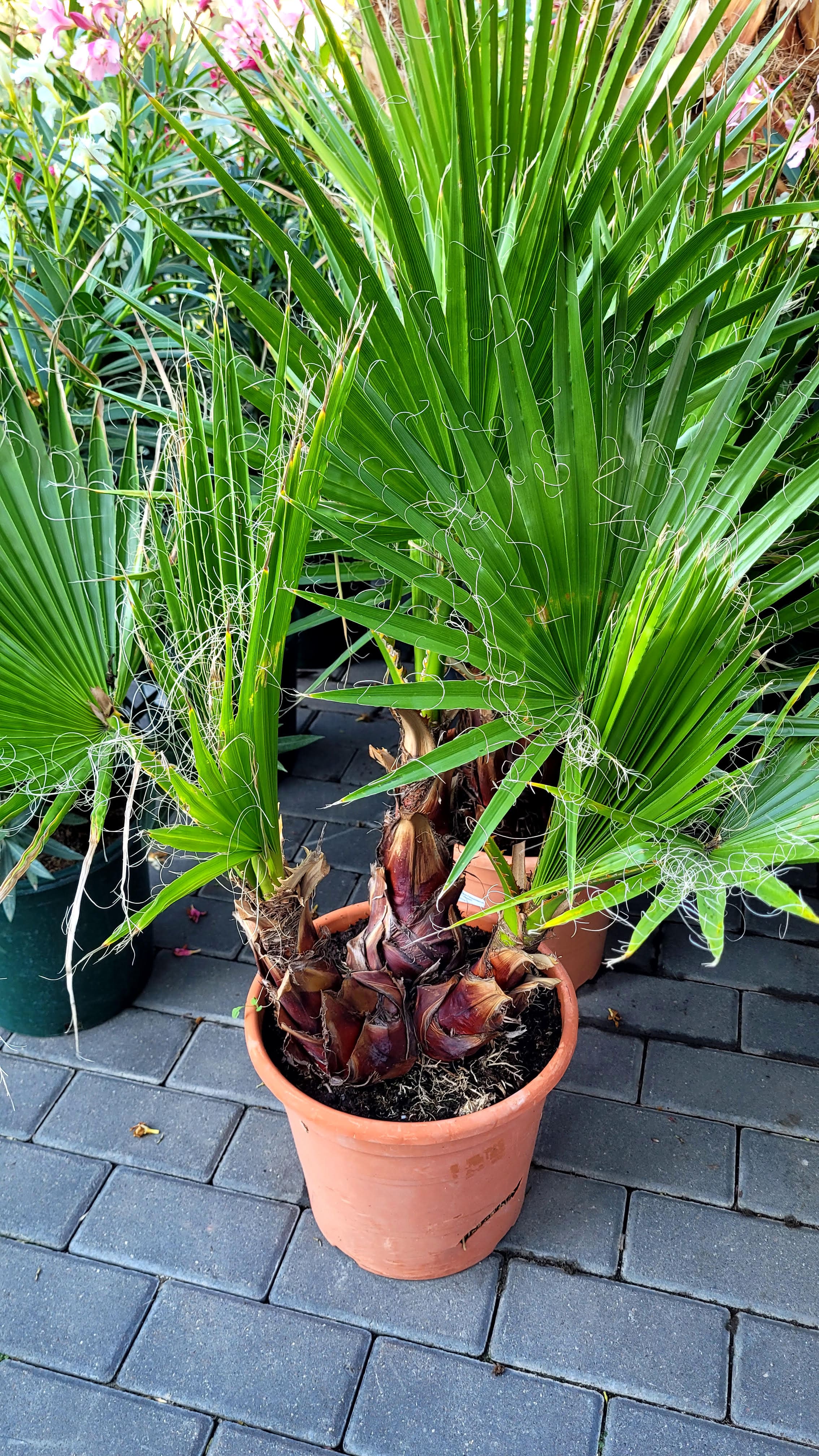 Washingtonia Robusta